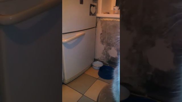 Наш кот Серый кушает лимонные апельсиновые дольки 😊 смотреть онлайн