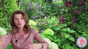 Чтобы черенковать клематисы, научитесь, сначала, их выращивать! Ватсап +79193271772