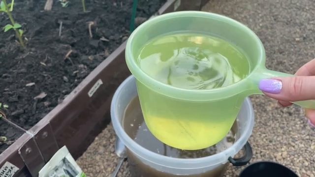 Первая ВАЖНАЯ ПОДКОРМКА ПЕРЦА и баклажан! смотреть онлайн