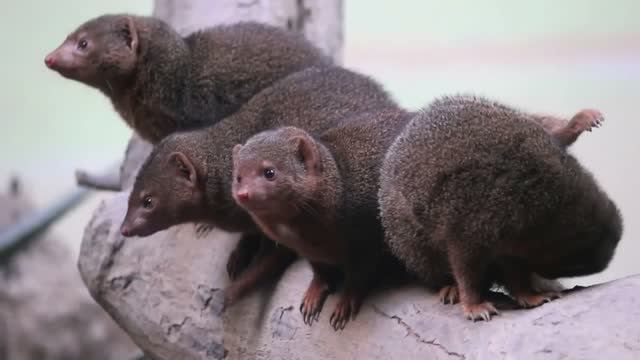 Самые Бесстрашные Животные в Мире. Самые смелые животные смотреть онлайн