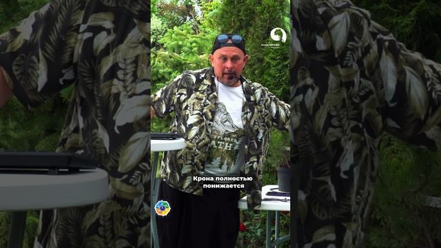 Омоложение деревьев по-японски смотреть онлайн