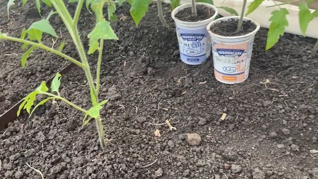 РАССАДУ ТОМАТОВ высаживаю без заморочек, отлично приживается! смотреть онлайн