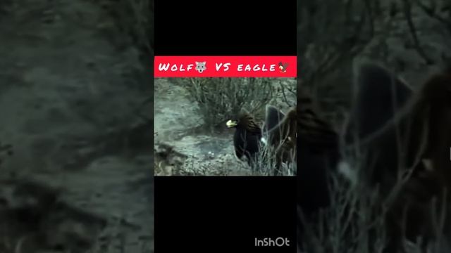 волк против орла #животные #волк #птицы #орел #shortvideo #sorts#animals смотреть онлайн