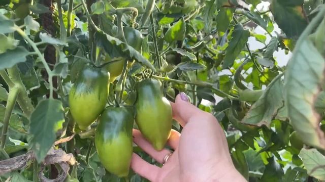 ТОМАТЫ КРУПНОПЛОДНЫЕ завязали отлично в открытом грунте! ОБЗОР смотреть онлайн