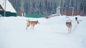 СЕРДЦЕ РОССИИ | ЗАБЫТЫЕ ДЕРЕВНИ УРАЛА | НАШИ ДНИ | ПРИРОДА ГОТОВИТСЯ К МОРОЗАМ | УБОРКА НА СНЕГУ