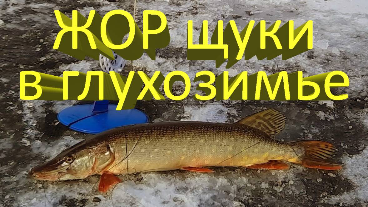 🔥 Попал на ЖОР ЩУКИ в глухозимье. Щука на жерлицы в январе. Рыбалка на Исаковском водохранилище 🔥 смотреть онлайн