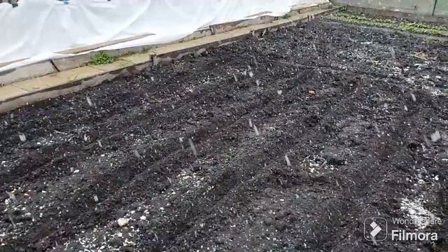 229. Посадил картошку методом ПОДСНЕЖНИК. смотреть онлайн