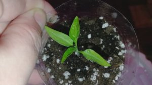 Рассада - перец, сельдерей, томат. 3 апреля  с Татьяной Пивкиной.