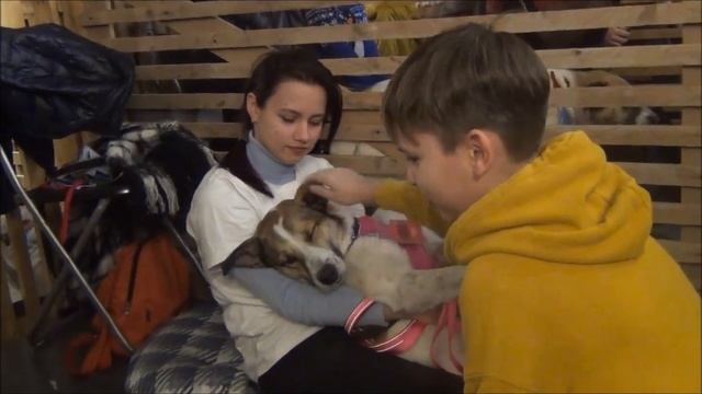 Фестиваль "WOOF" смотреть онлайн