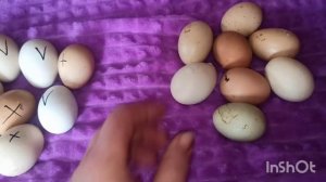 ОБЗОР ИНКУБАТОРА ОВО-78, плюсы и минусы //ВЫВОД ЦЫПЛЯТ МИКСОВ //БИЗНЕС В ДЕРЕВНЕ.#курынесушки