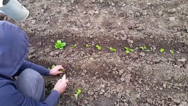 Сортове крехко Зеле - Кьосе и Балкан. Маруля салата, предзимно засаждане на открито. смотреть онлайн