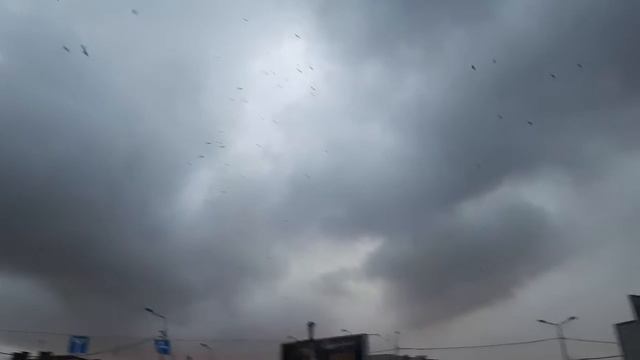 Птицы в панике смотреть онлайн