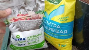 Первая весенняя подкормка метельчатых гортензий. Какое удобрение выбрать?