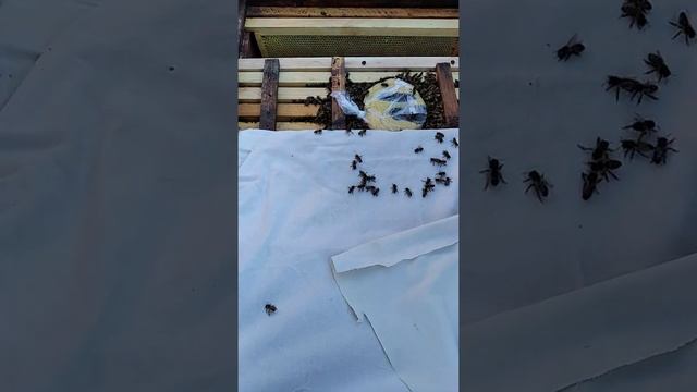 Январь. Проверяю корм у пчёл смотреть онлайн