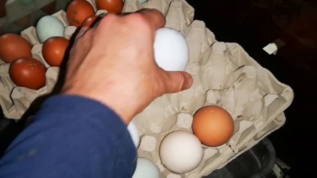 Инкубаторы просто кипят это офигенно смотреть онлайн