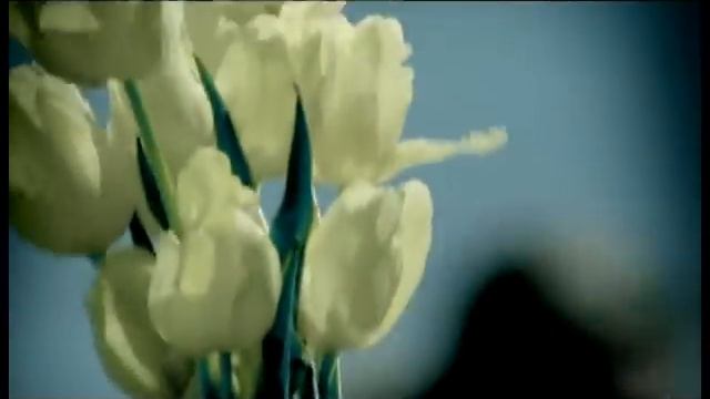 M.F.Ö. - Sarı Laleler