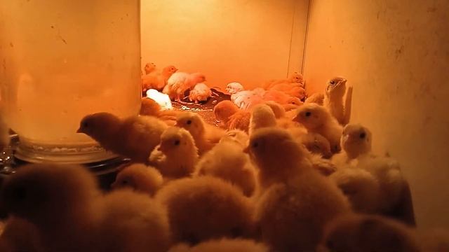 17.042024 года,был выводок, перепелки породы Белый гигант. смотреть онлайн