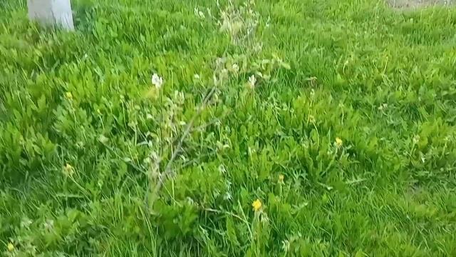 Посеяли фасоль, бабы, морковь и высадили томаты на улицу, а перцы в теплицу. Вот как! 13.05.23 г. смотреть онлайн