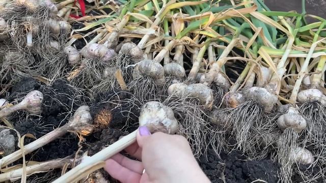 Всегда делаю так, ЧЕСНОК хранится ДО САМОЙ ВЕСНЫ! смотреть онлайн