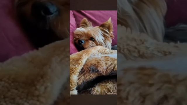 Малиновый рыжик❤️ смотреть онлайн