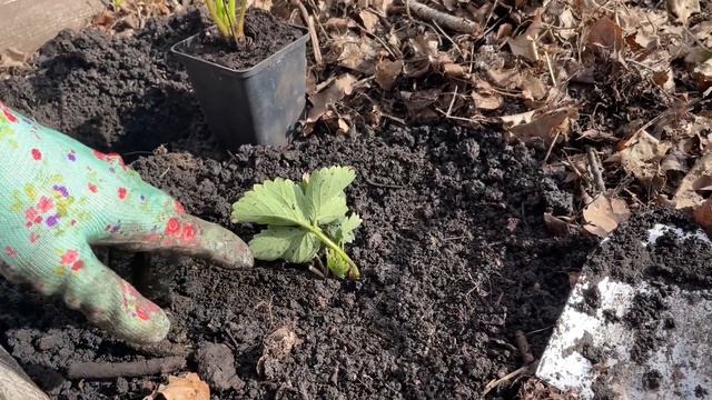 ПОСАДКА ЗЕМЛЯНИКИ эффективным способом! Приживаемость 100% смотреть онлайн