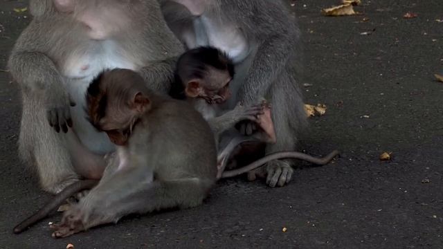 Dodo dan family berkumpul bersenang-senang [Monyet kecil berkumpul bermain bersama] смотреть онлайн