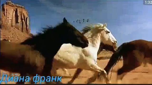 Клип про лошадей смотреть онлайн