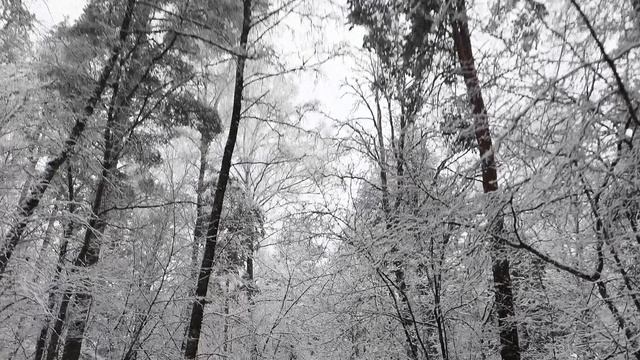 новогодние 25