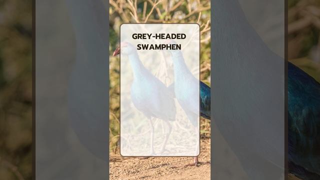 Grey headed Swamphen facts смотреть онлайн