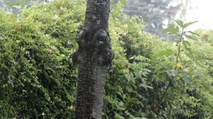 Дождь в лесу...