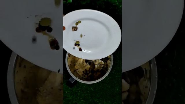 ❌no cream white chicken masala #shortsindia #youtubeshorts #dailyrecipe смотреть онлайн