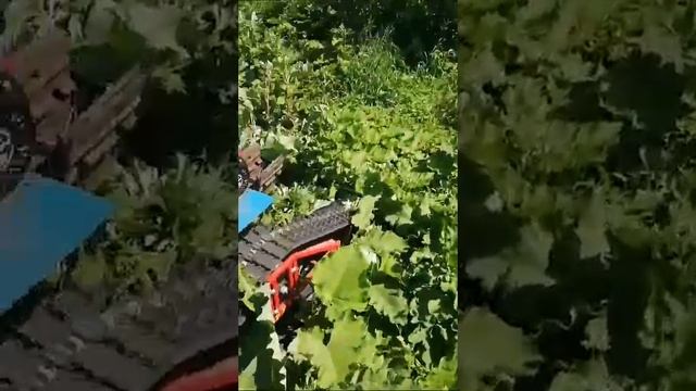 Окучивание картофеля на мотоблоке с гусеницами Крутец. #гусеницыкрутец #гусеницы смотреть онлайн