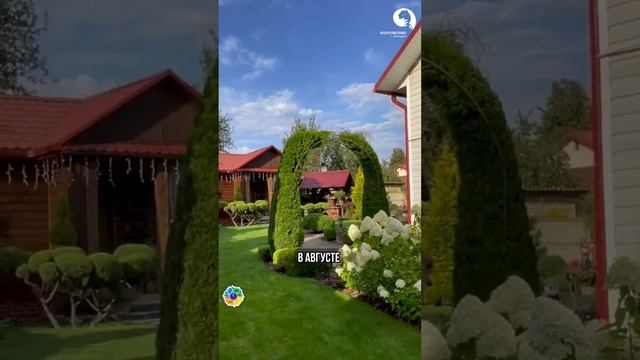 Сроки посадки Хвойных смотреть онлайн