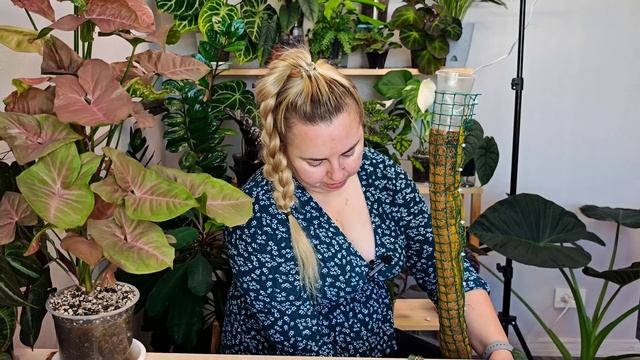 ПРИШЛО ВРЕМЯ ПРОЩАТЬСЯ😢 черенкую филодендроны Веррукозум и Пловмани + сингониум Ред Харт/Неон пинк🔪 смотреть онлайн