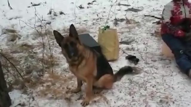 Овчарка Эльза на пикнике смотреть онлайн