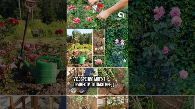 Правильная посадка Розы #сад #цветы #garden смотреть онлайн