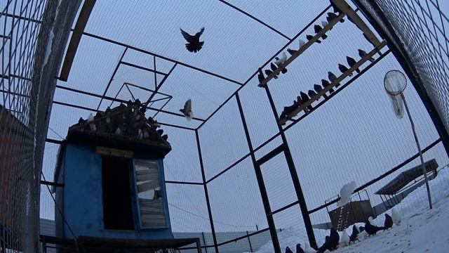 Перелёты Николаевских голубей в вольере. смотреть онлайн
