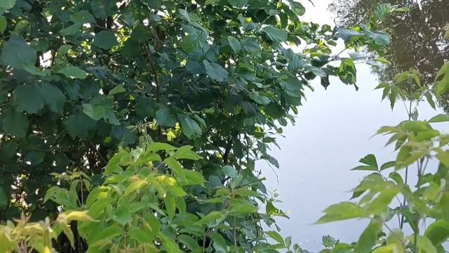 ЧТО ОНА НЕСЁТ? ТАК ВРАТЬ МОЖЕТ ТОЛЬКО УРАЛКА! ОЛЬГА УРАЛОЧКА LIVE. ОБЗОР. смотреть онлайн