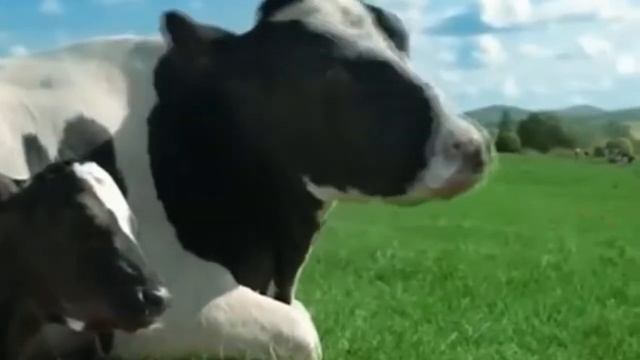 животные флексят под фонк смотреть онлайн