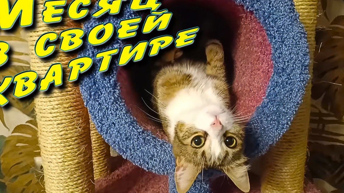 Месяц в своей квартире. смотреть онлайн
