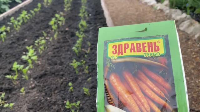 Три важные ПОДКОРМКИ для МОРКОВИ, результат урожая удивит! смотреть онлайн