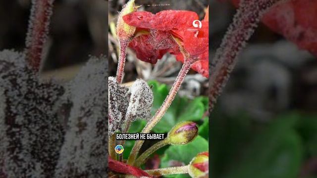 Неприхотливые и красивые Цветы для Сада смотреть онлайн