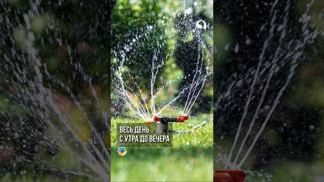 Как Поливать ГАЗОН в Жару ? смотреть онлайн