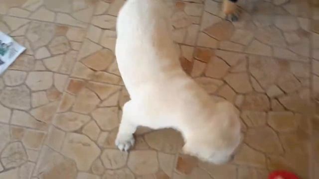 Kasha puppies 1 month old on 18 Jan 2014 (Golden Retriever) by Sasikumar смотреть онлайн