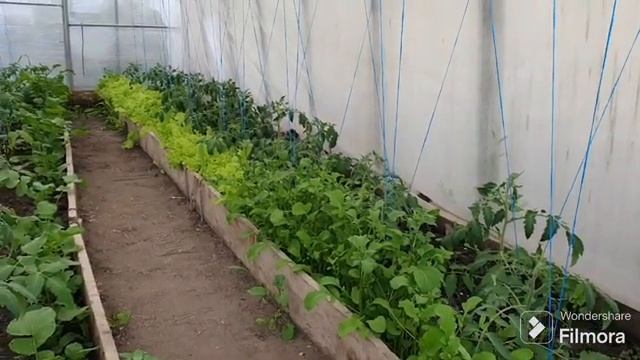 227. Подкормил Чеснок , Томаты и Морковь. смотреть онлайн