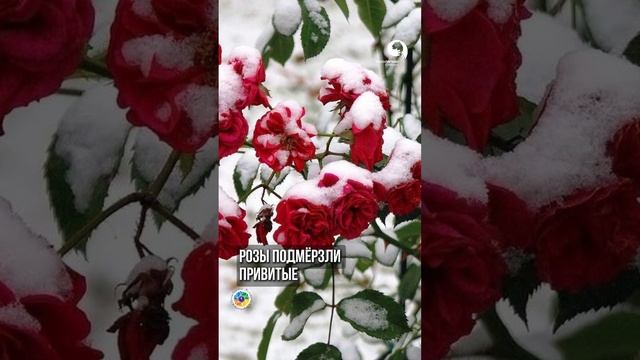 Какие РОЗЫ лучше сажать? #дача смотреть онлайн