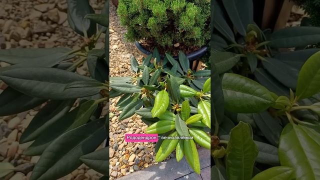 Топ-5 растений для вашего рокария #сад #рокарий смотреть онлайн