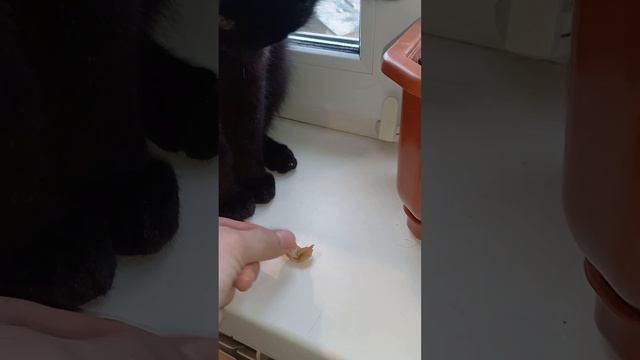 Топовая шавушка смотреть онлайн