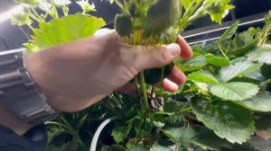 Клубника Х-1 на Крыше завода