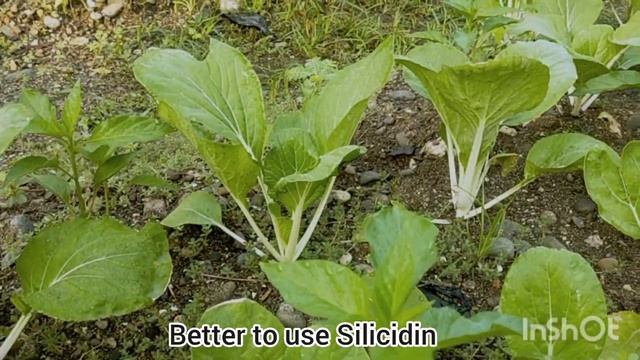 WASTONG PAG-AABONO NG PECHAY, FERTILIZER GUIDE FOR PECHAY смотреть онлайн